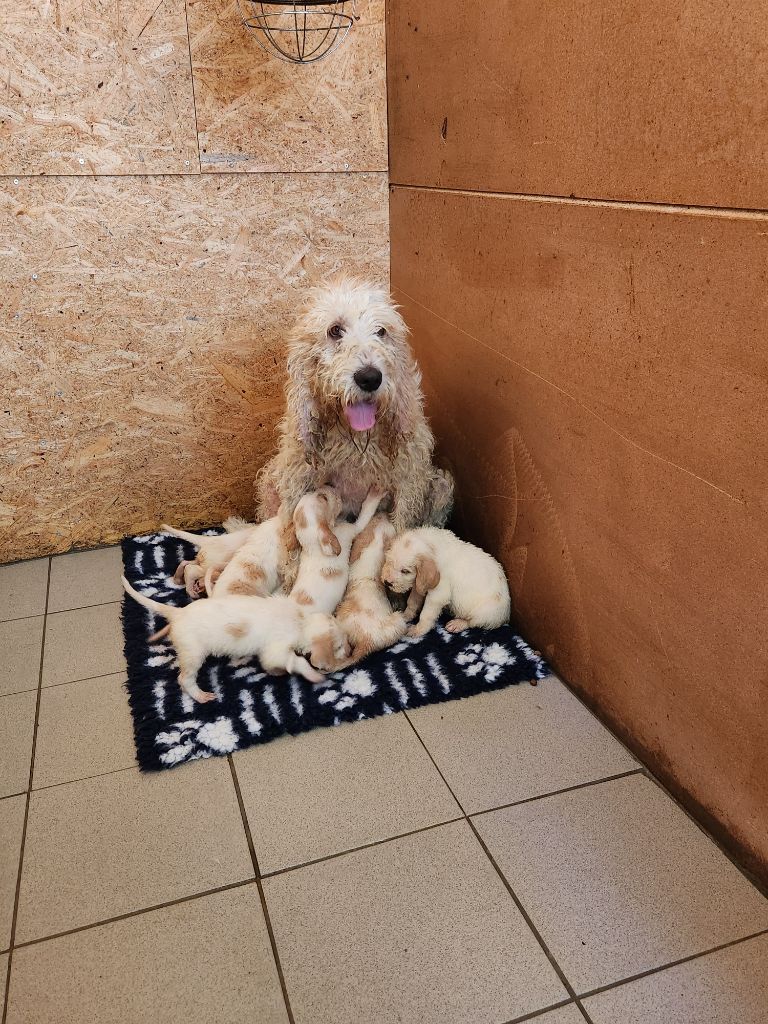 Ulye des crêtes de l'aguzou